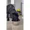 No-Spill Floating Disc Dog Water Bowl — view 3